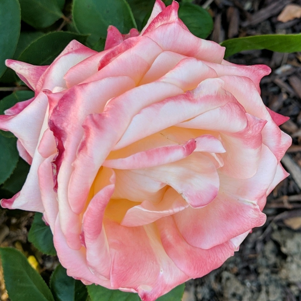 Meet your Posher, Kelly